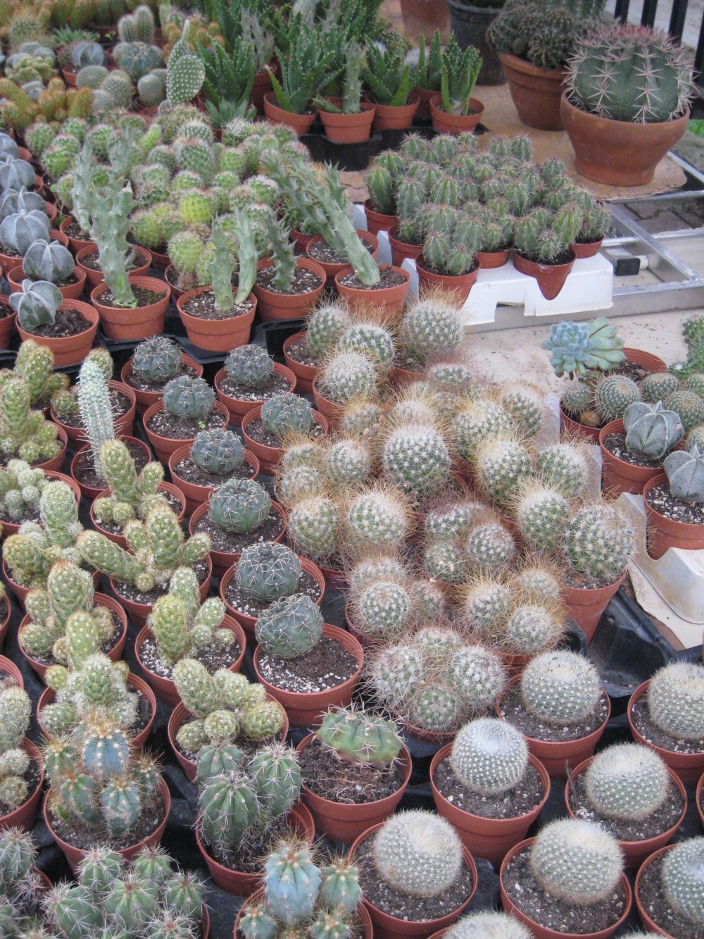 Fred's Florida and Sicily 126