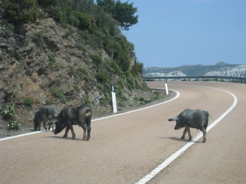 Sardinia May-June 2012 027